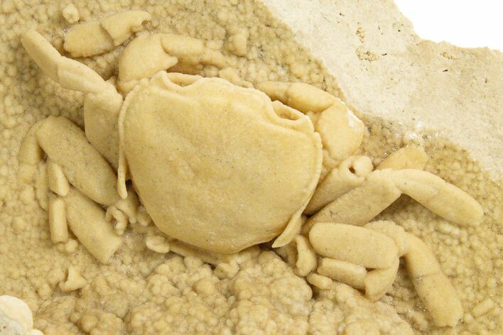 Fossil Crab (Potamon) Preserved in Travertine - Turkey #334791